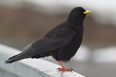 IMGL3694alpenkauw