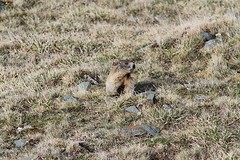 IMGL3830bergmarmot