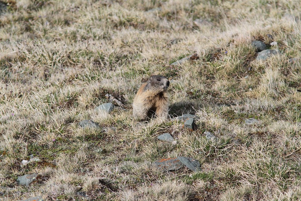 IMGL3830bergmarmot