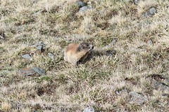 IMGL3841bergmarmot