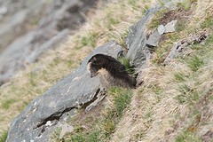 IMGL3848bergmarmot