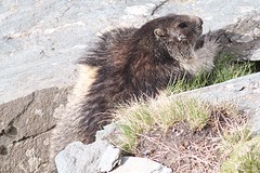 IMGL3852bergmarmot
