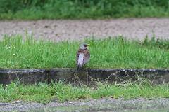 IMGL3934kramsvogel