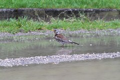 IMGL3947kramsvogel