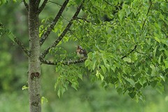 IMGL3956kramsvogel