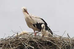 IMGL3983ooievaar