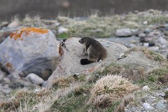 IMGL3720bergmarmot
