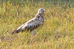 Buizerd-IMGL7495web