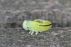 rups-IMGL7700web