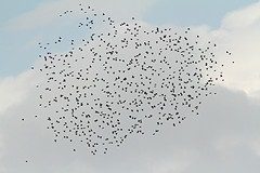 Spreeuwen-IMGL7885web