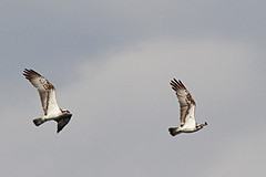 visarenden web2