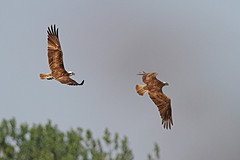 Visarend-IMGL7662web