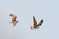 Visarend-IMGL7663web