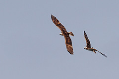 Visarend-IMGL7676web