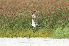 Visarend-IMGL7801web