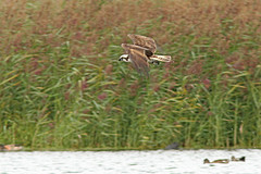 Visarend-IMGL7804web
