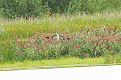 Visarend-IMGL7837web