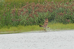 Visarend-IMGL7847web