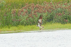 Visarend-IMGL7848web