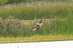 Visarend-IMGL7852web