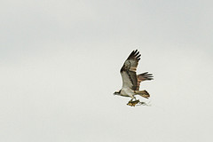 Visarend-IMGL7861web