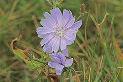 Bloem-IMGL0896