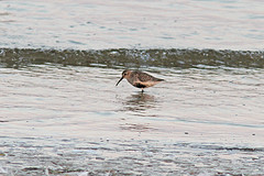 Bonte-strandloper-IMGL0339
