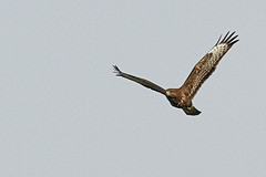 Buizerd-IMGL9262