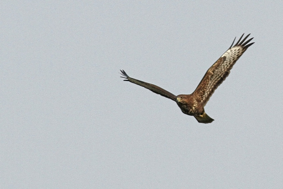 Buizerd-IMGL9262