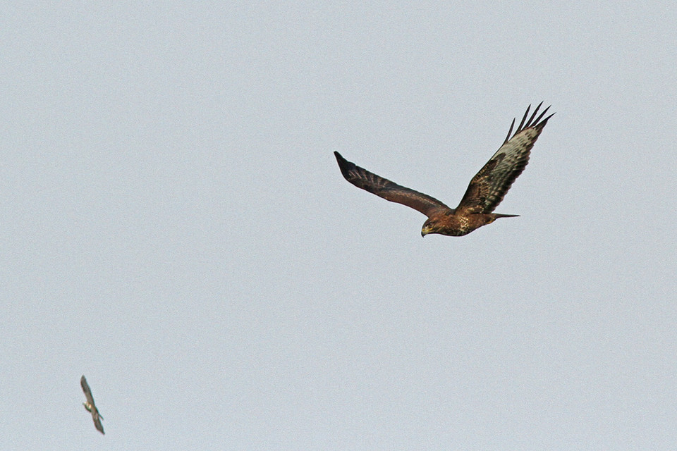 Buizerd-IMGL9268