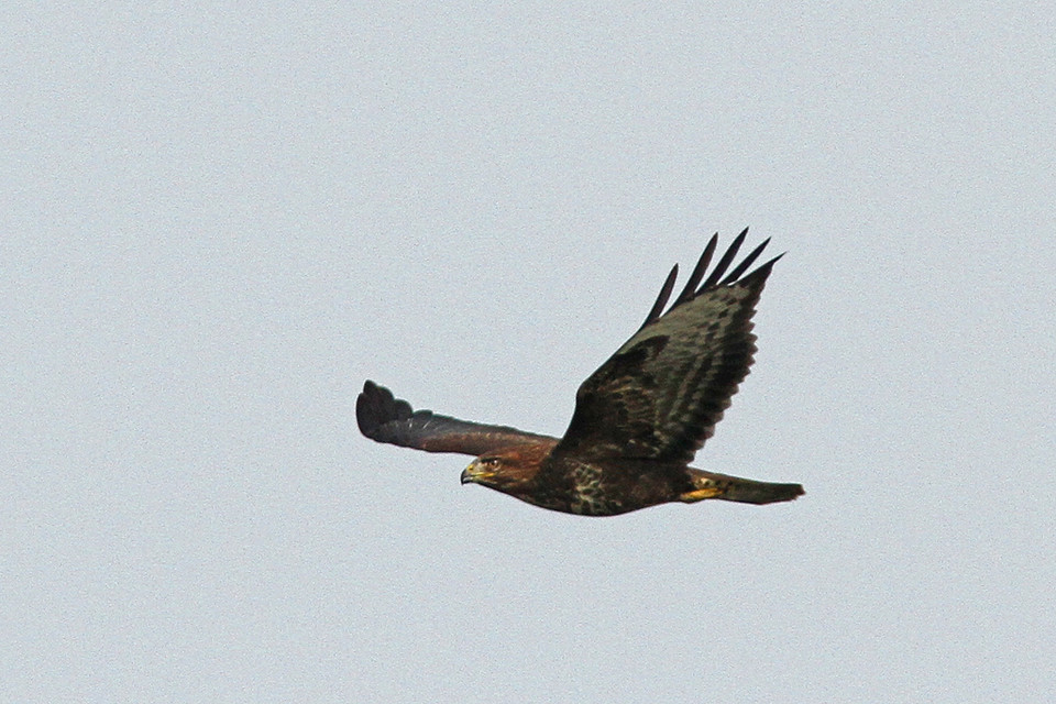 Buizerd-IMGL9270