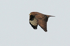 Buizerd-IMGL9286