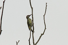 Groene-specht-IMGL8532