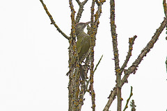 Groene-specht-IMGL8540