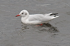 Kokmeeuw-IMGL0897