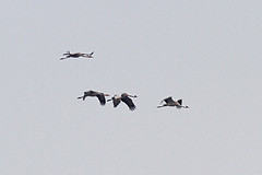 Kraanvogels-IMGL8935