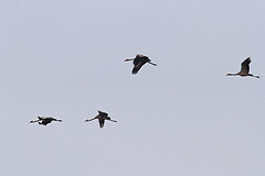 KraanvogelsIMGL8938