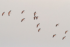 Kraanvogels-IMGL9735