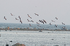 Kraanvogels-IMGL9743