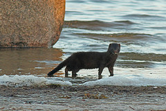 Mink-Nerts-IMGL9047