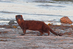 Mink-Nerts-IMGL9061