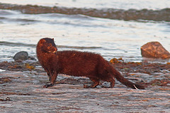 Mink-Nerts-IMGL9062