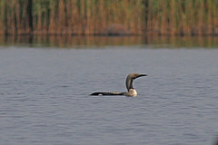 Parelduiker-IMGL8835