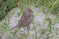 Ringmus-juv-IMGL0762