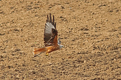 Rode-wouw-IMGL0479