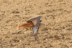 Rode-wouw-IMGL0480