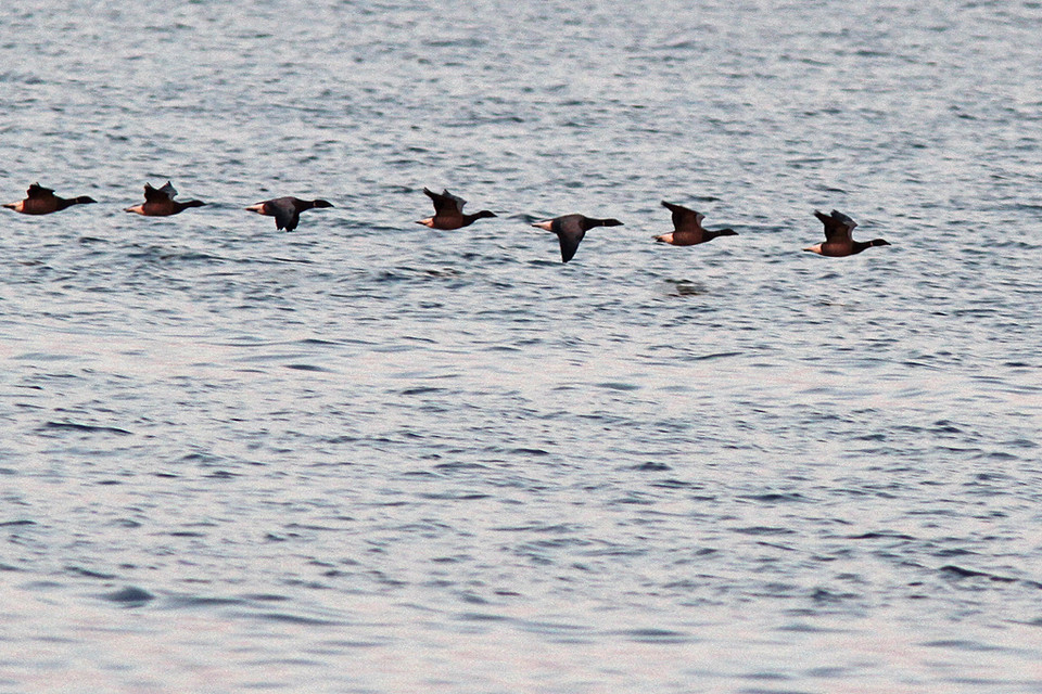 Rotganzen-IMGL0326