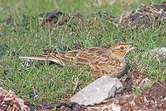 Veldleeuwerik-P9100850