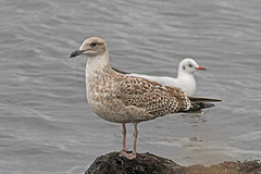Zilvermeeuw-IMGL0900