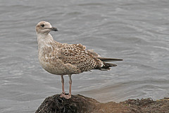 Zilvermeeuw-IMGL0904